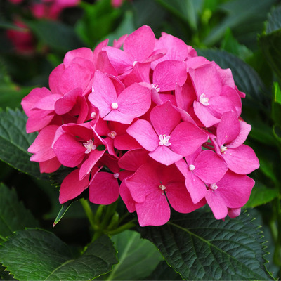 Hydrangea macrophylla 'Little Pink' Kerti hortenzia