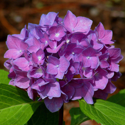 Hydrangea macrophylla 'Little Purple' Kerti hortenzia