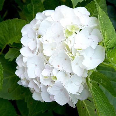 Hydrangea macrophylla 'Little White' Kerti hortenzia
