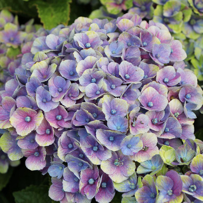 Hydrangea macrophylla 'Magical 4 Seasons' Kerti hortenzia