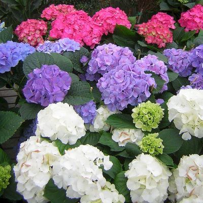 Hydrangea macrophylla mix Kerti hortenzia fajták