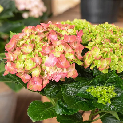 Hydrangea macrophylla 'Rembrandt' Kerti hortenzia