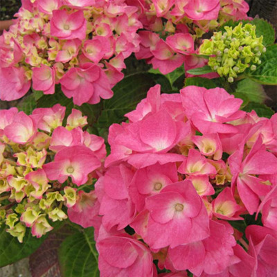 Hydrangea macrophylla 'Rosita' Kerti hortenzia