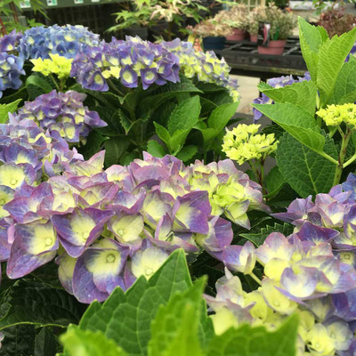 Hydrangea macrophylla 'Royalty Collection' mix Kerti hortenzia