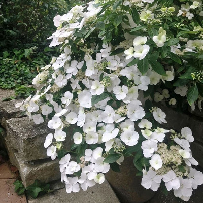 Hydrangea macrophylla 'Runaway Bride' Kerti hortenzia