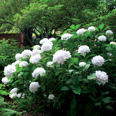 Hydrangea macrophylla 'Soeur Therese' Kerti hortenzia