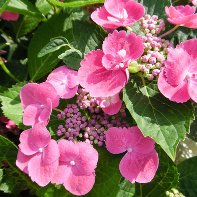 Hydrangea macrophylla 'Teller' mix Kerti hortenzia