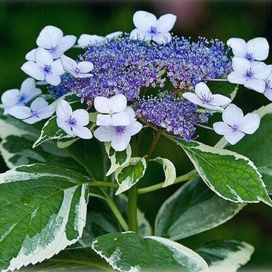 Hydrangea macrophylla 'Variegata' Tarkalevelű kerti hortenzia
