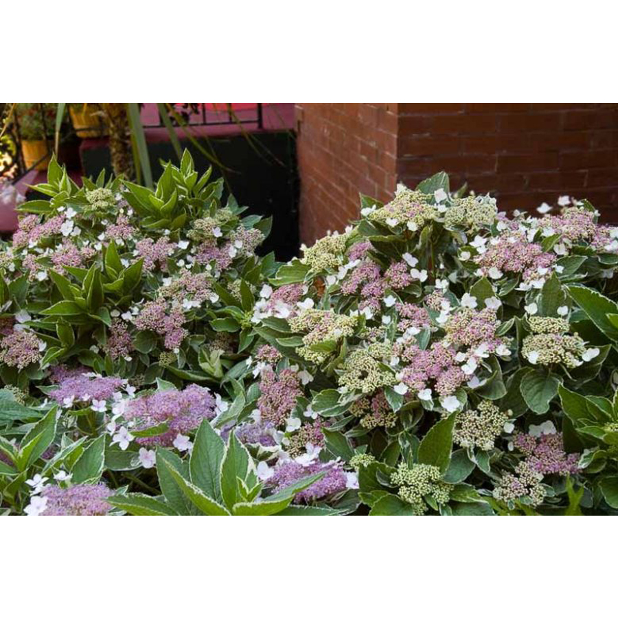 Tarkalevelű kerti hortenzia Hydrangea macrophylla 'Variegata'