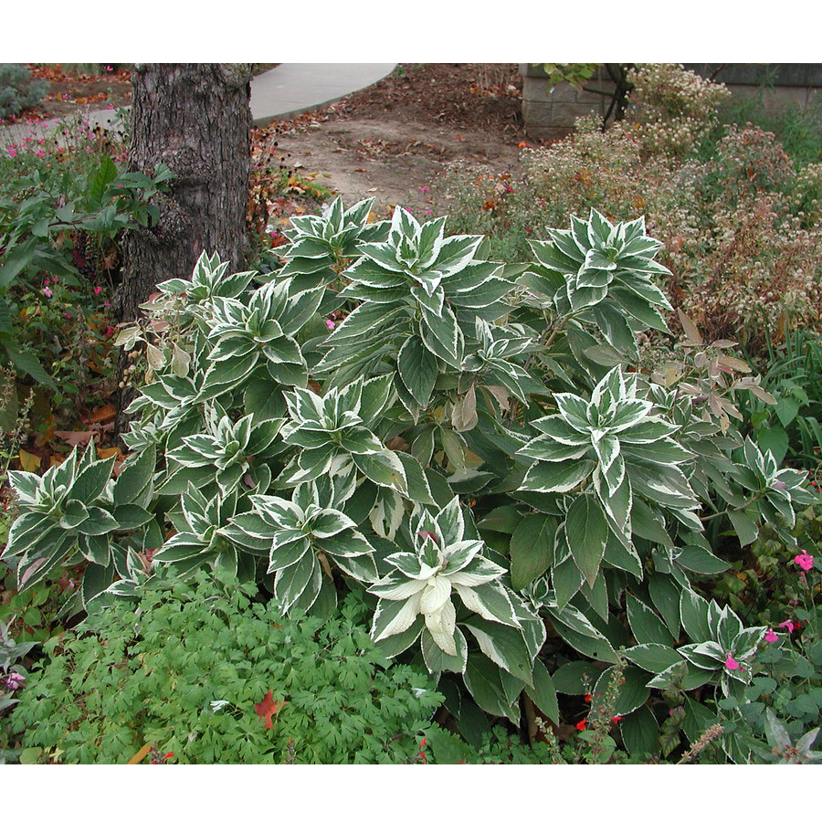 Tarkalevelű kerti hortenzia Hydrangea macrophylla 'Variegata'