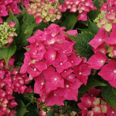 Hydrangea macrophylla 'Zaffiro' Kerti hortenzia