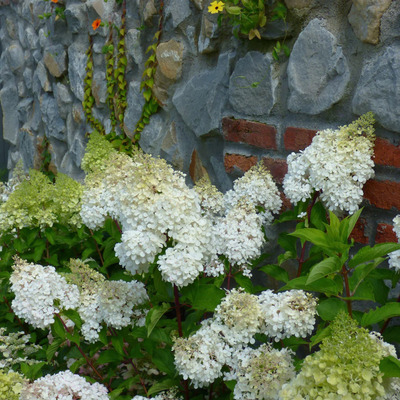 Hydrangea paniculata 'Baby Lace' Törpe bugás hortenzia