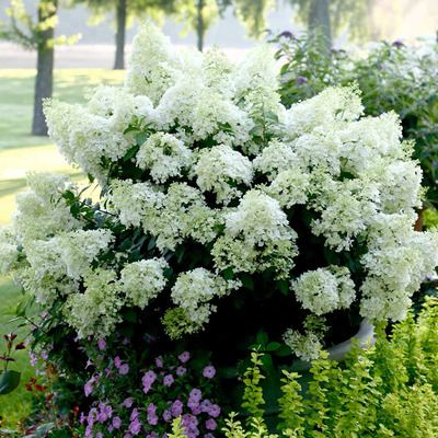 Hydrangea paniculata 'Bobo' Törpe bugás hortenzia