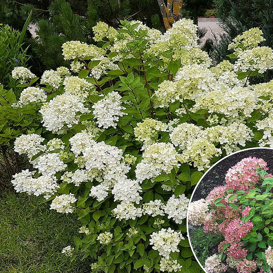 Hydrangea paniculata 'Bombshell' T&ouml;rpe bug&aacute;s hortenzia