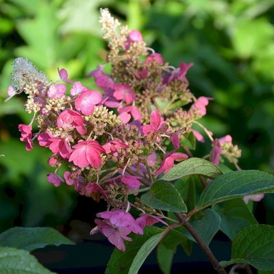Hydrangea paniculata 'Candlelight' Bugás hortenzia