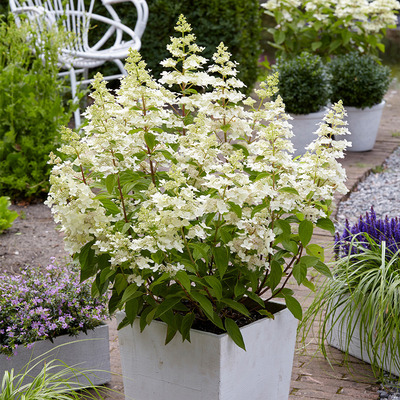 Hydrangea paniculata 'Confetti' Bugás hortenzia