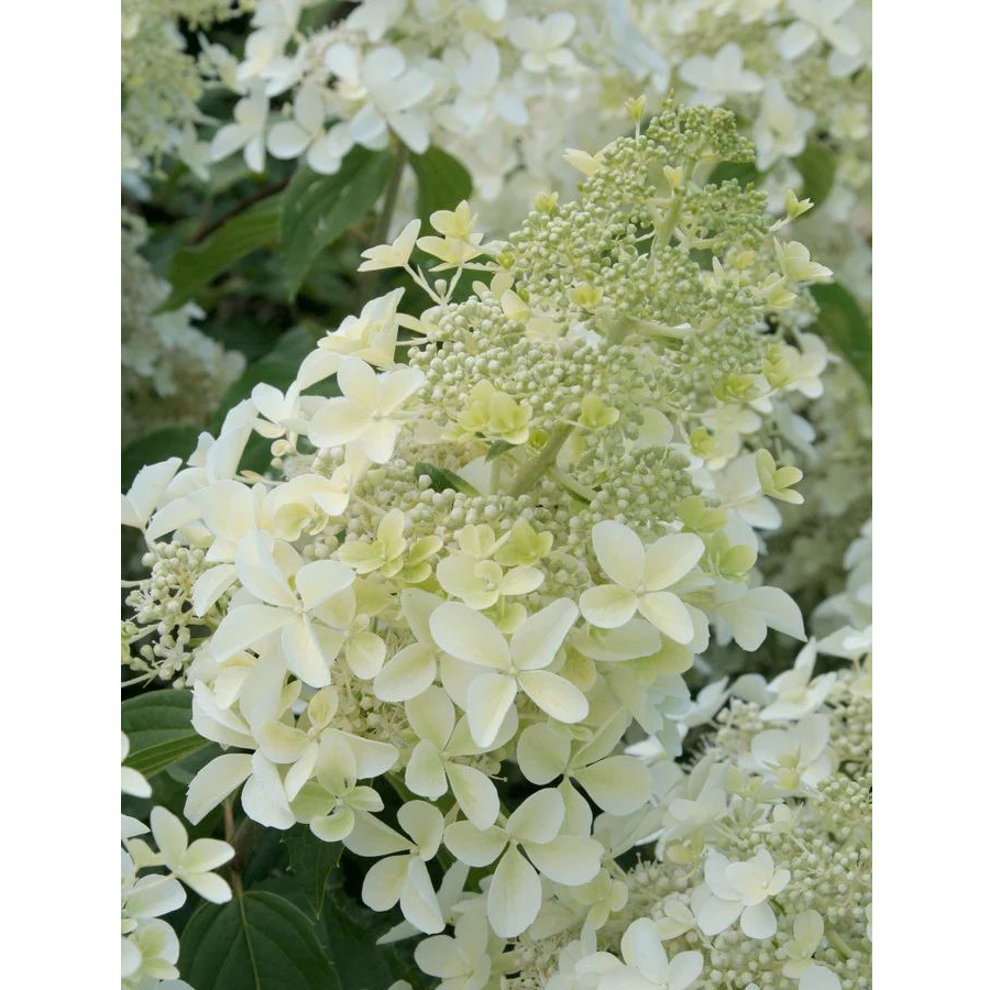 Hydrangea paniculata 'Dolly' Bug&aacute;s hortenzia