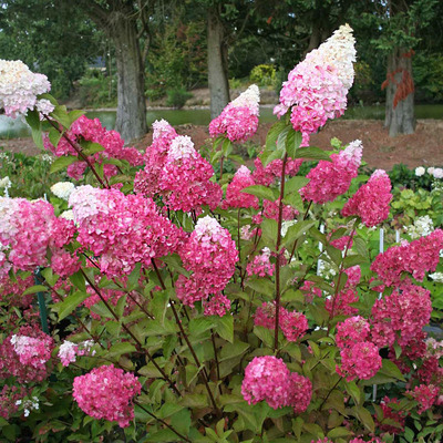 Hydrangea paniculata 'Fraise Melba' Bugás hortenzia