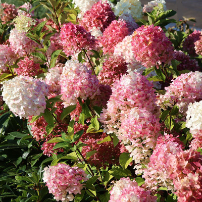 Hydrangea paniculata 'Graffiti' Bug&aacute;s hortenzia