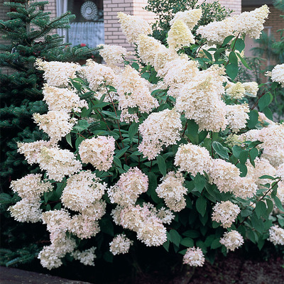 Hydrangea paniculata 'Grandiflora' Bugás hortenzia