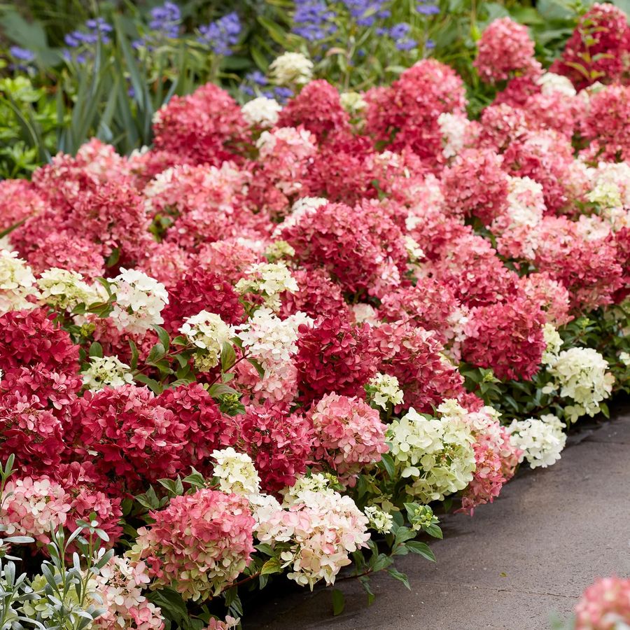 Talajtakar&oacute; bug&aacute;s hortenzia Hydrangea paniculata 'Groundbreaker Blush'
