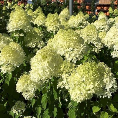 Hydrangea paniculata 'Limelight' Bugás hortenzia