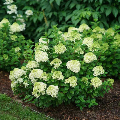 Hydrangea paniculata 'Little Lime' Törpe bugás hortenzia