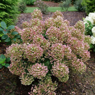 Hydrangea paniculata 'Little Quick Fire' T&ouml;rpe bug&aacute;s hortenzia