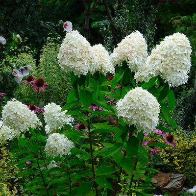 Hydrangea paniculata 'Little Spooky' Törpe bugás hortenzia