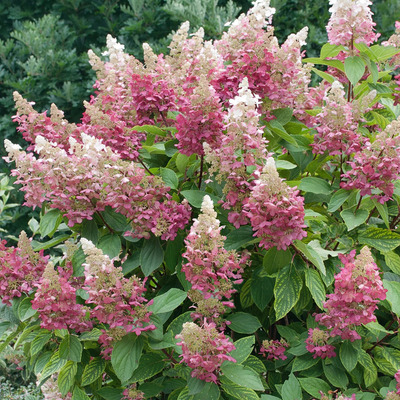 Hydrangea paniculata 'Magical Candle' Bugás hortenzia