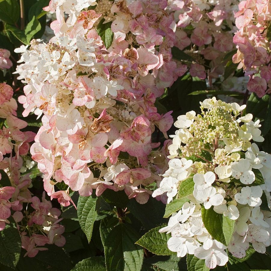 Cserjés hortenzia Hydrangea paniculata 'Magical Flame'