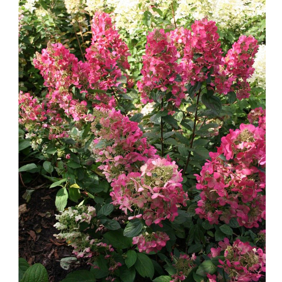 Hydrangea paniculata 'Magical Flame' Cserjés hortenzia