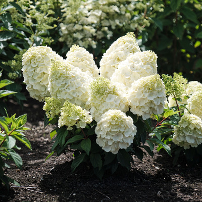 Hydrangea paniculata 'Magical Mont Blanc' Bugás hortenzia