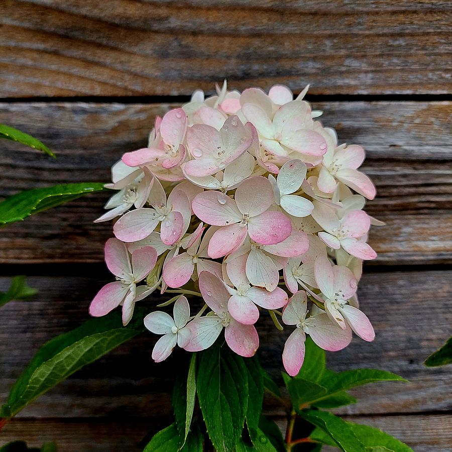 Hydrangea paniculata 'Magical Summer' Bugás hortenzia