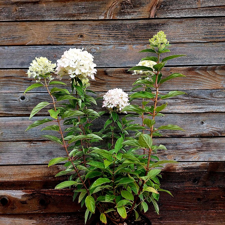 Bugás hortenzia Hydrangea paniculata 'Magical Summer'