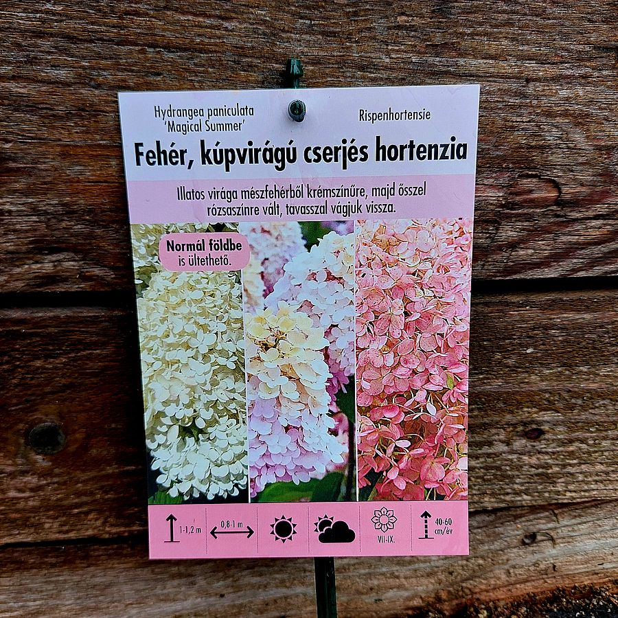 Bugás hortenzia Hydrangea paniculata 'Magical Summer'