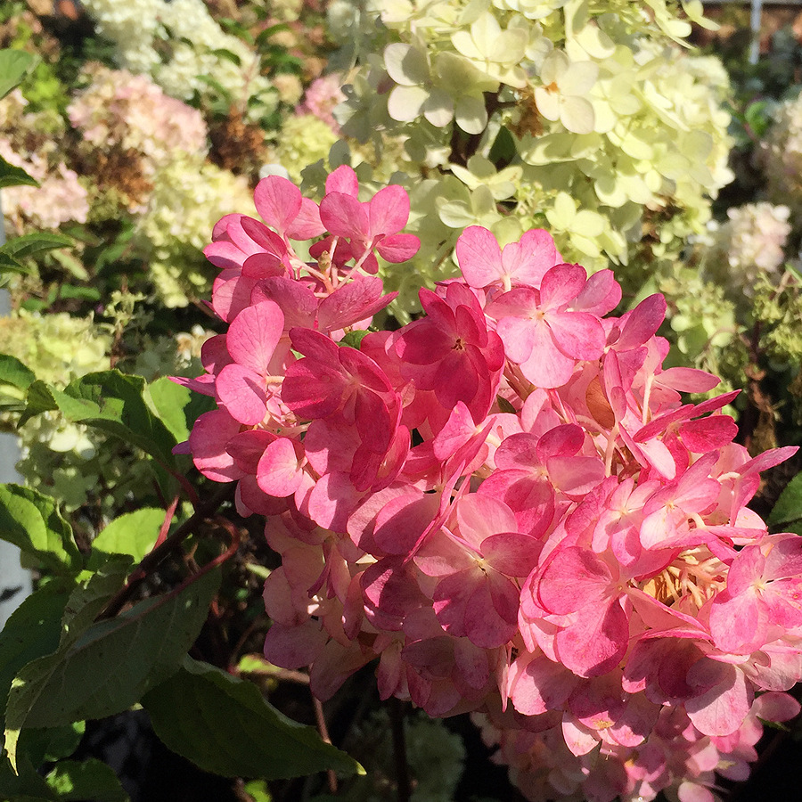 Hydrangea paniculata mix Bugás hortenzia
