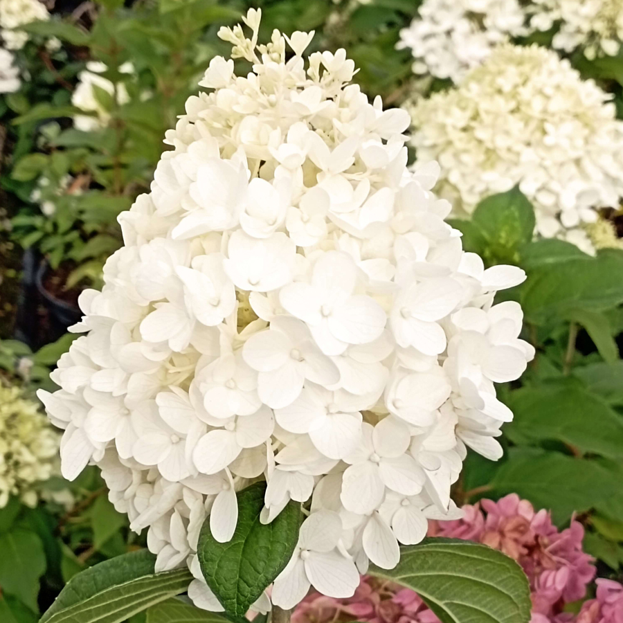 Bugás hortenzia Hydrangea paniculata mix