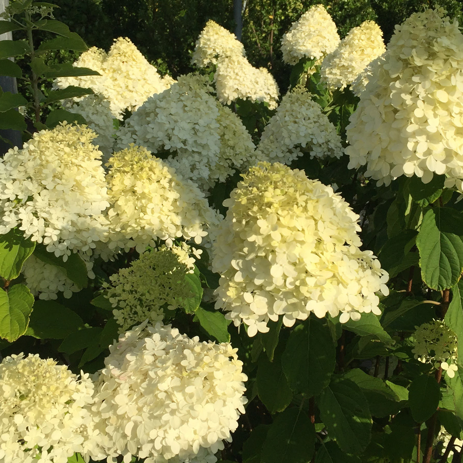 Bugás hortenzia Hydrangea paniculata mix
