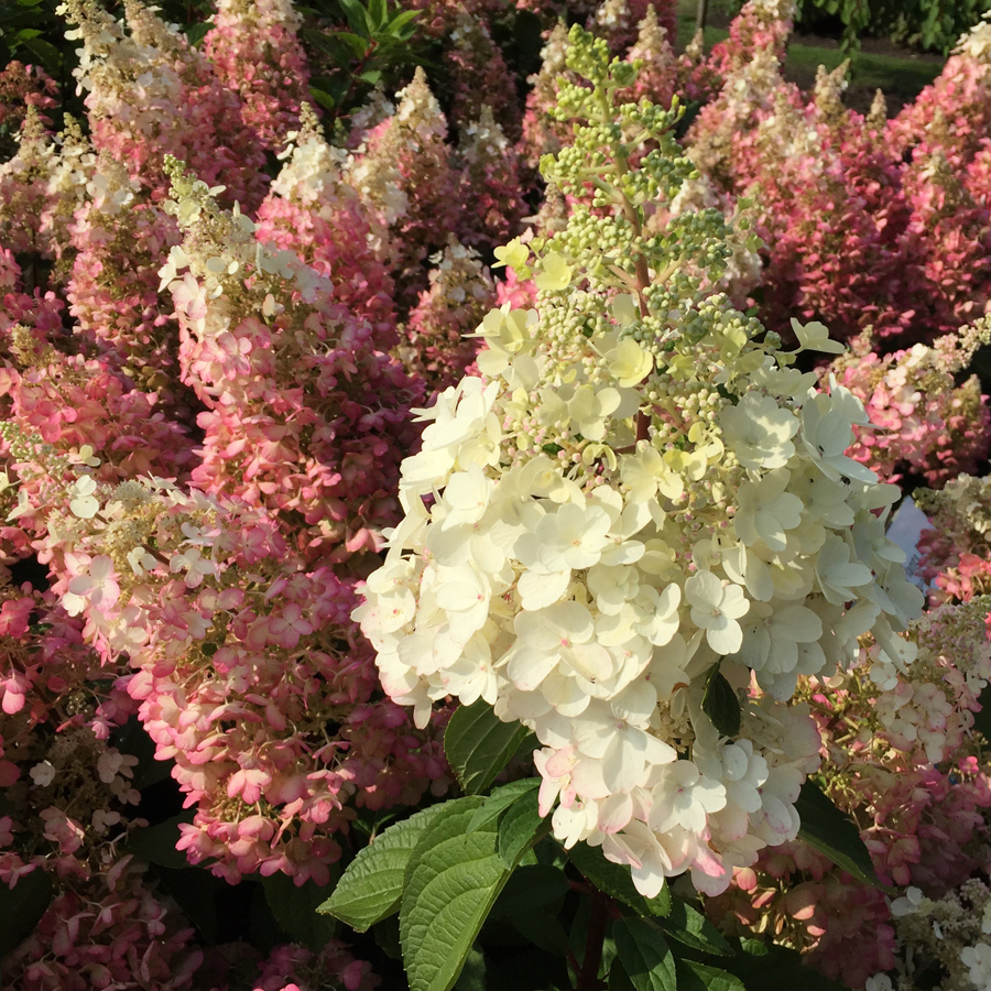 Bugás hortenzia Hydrangea paniculata mix