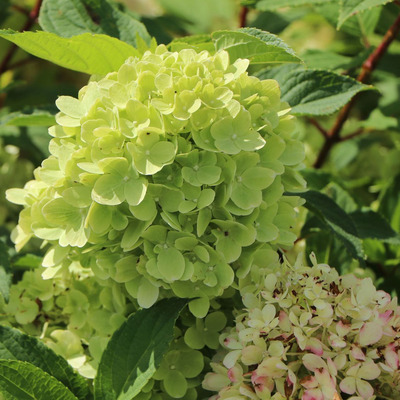Hydrangea paniculata 'Mojito' Bugás hortenzia