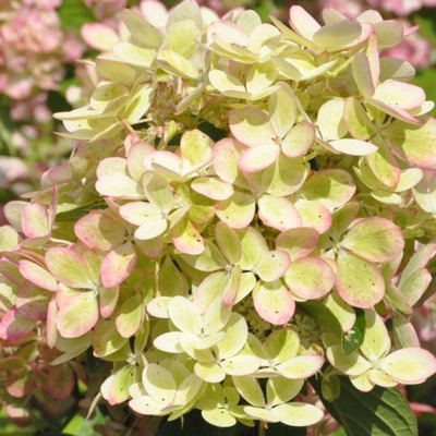 Hydrangea paniculata 'Pastelgreen' Bugás hortenzia