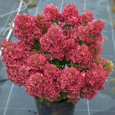 Hydrangea paniculata 'Petite Cherry' Bugás hortenzia