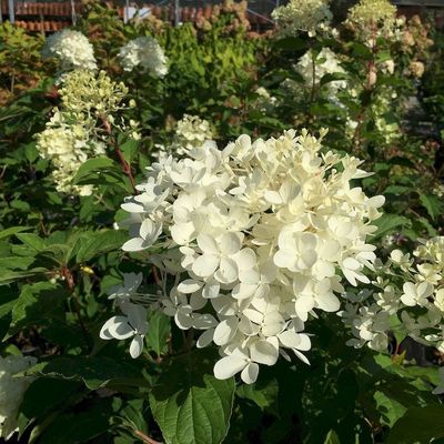 Hydrangea paniculata 'Phantom' Budás hortenzia