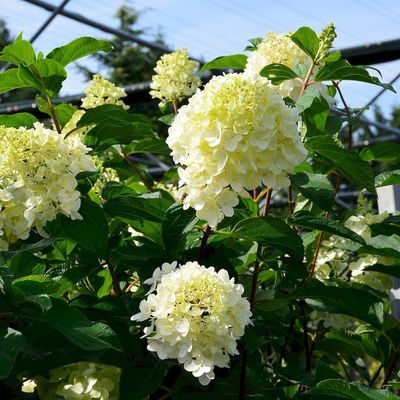Hydrangea paniculata 'Pink Diamond' Bugás hortenzia