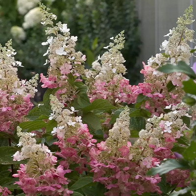 Hydrangea paniculata 'Pinky Winky' Bugás hortenzia