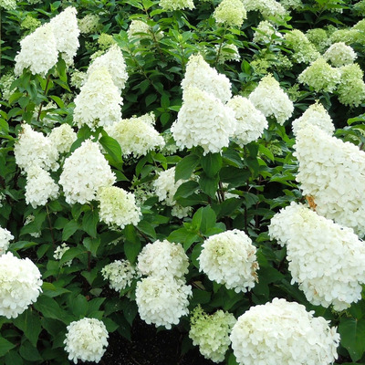 Hydrangea paniculata 'Polar Bear' Bug&aacute;s hortenzia