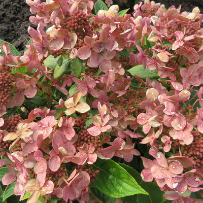 Hydrangea paniculata 'Polestar' Bugás hortenzia