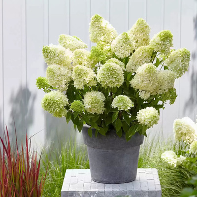 Hydrangea paniculata 'Skyfall' Bugás hortenzia