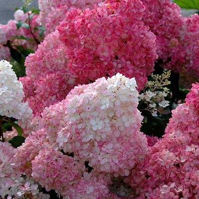 Hydrangea paniculata 'Sundae Fraise' Bugás hortenzia